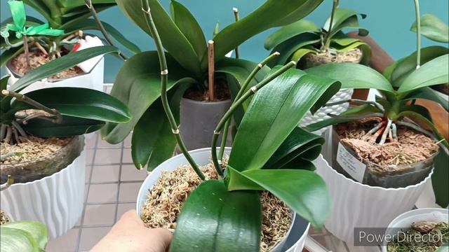 Орхидеи на Восточном окне🌿🌺