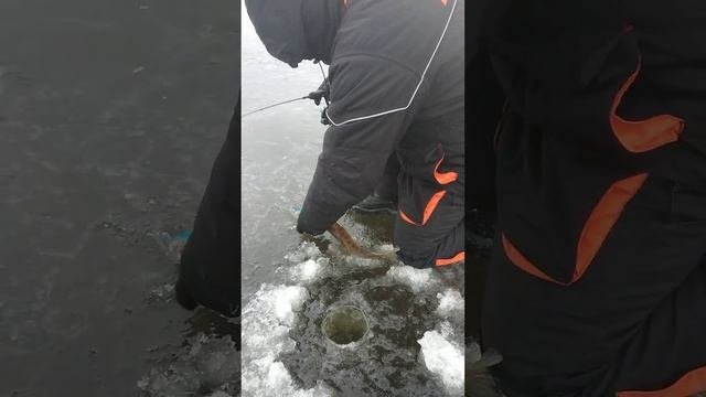 судак зимой