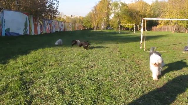 Тибетский терьер (Встреча10.10.10г.)