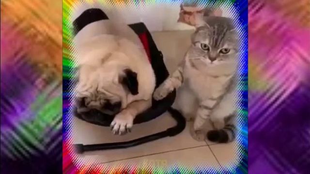 без кота и жизнь скучна