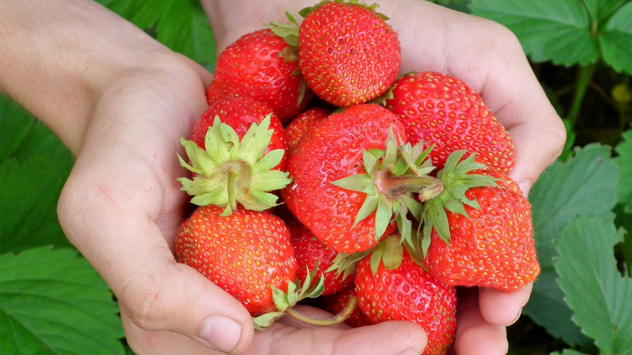 ☑ Posso coltivare le fragole in vaso a casa mia tutto l anno ✔ Home berry strawberry comprare prezz