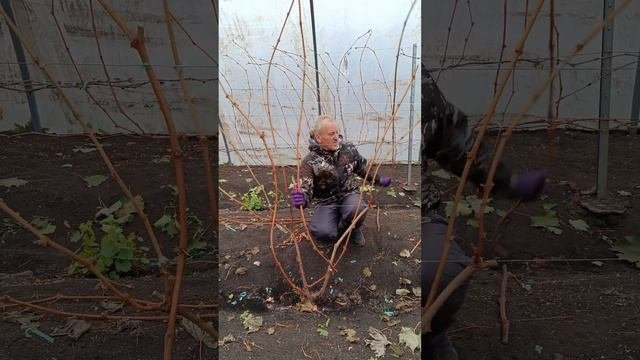 Обрезка 3-летнего винограда