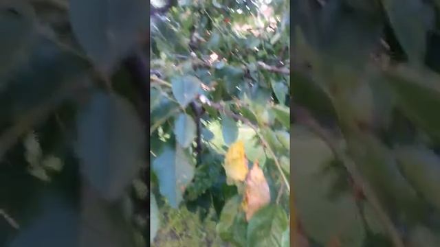 На вишне прищеплены  прикалированы три сорта черешни
