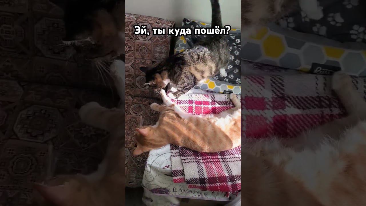 Товарищ убежал по делам без согласования  #котик #cat #Милота #Тиша #Боня #kitten  #catlover