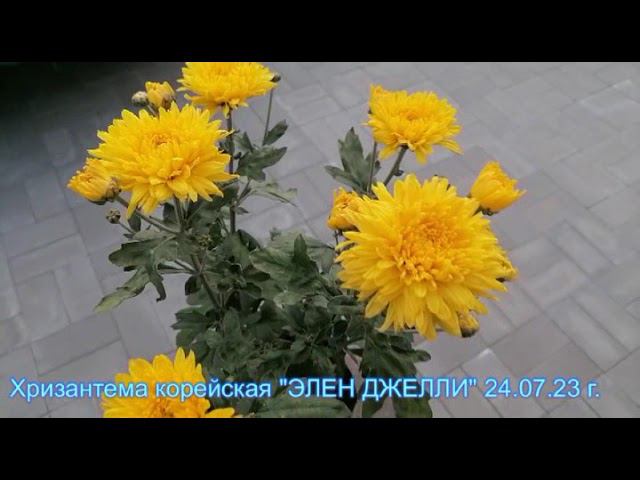 №39 Хризантема корейская ЭЛЕН ДЖЕЛЛИ  24 07 23