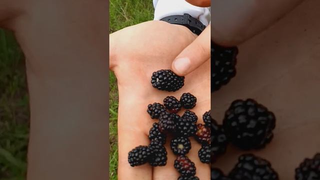 Wild Blackberries always a treat to eat.