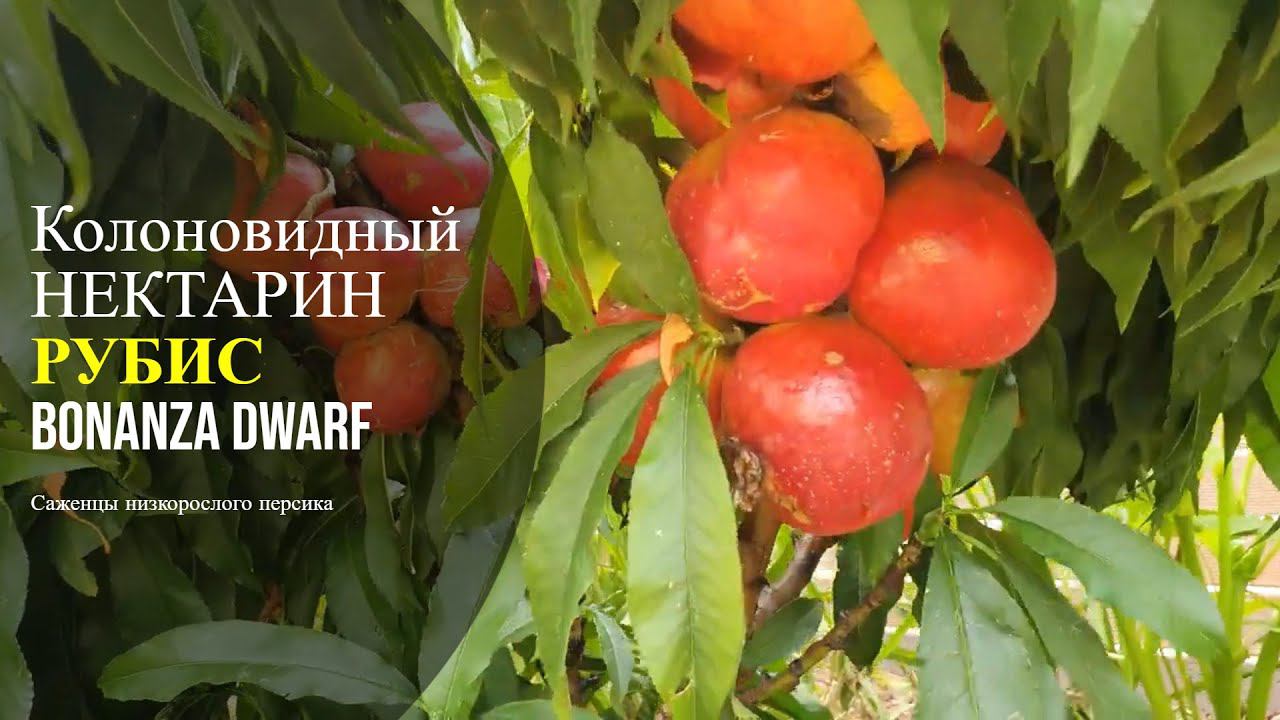 Нектарин колоновидный Рубис Россия | Small Gardens