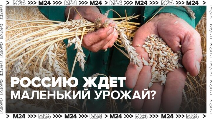 Снижение урожая предрекли в России — Москва 24
