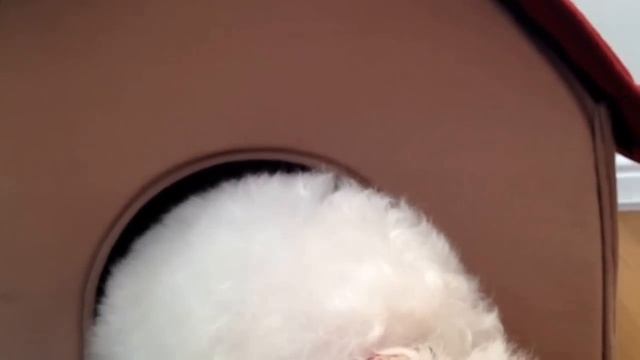 How to groom dog with tear staining