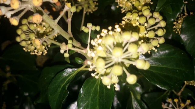 IRISH IVY PLANTS