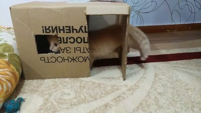 У Тишки есть свой домик..mp4
