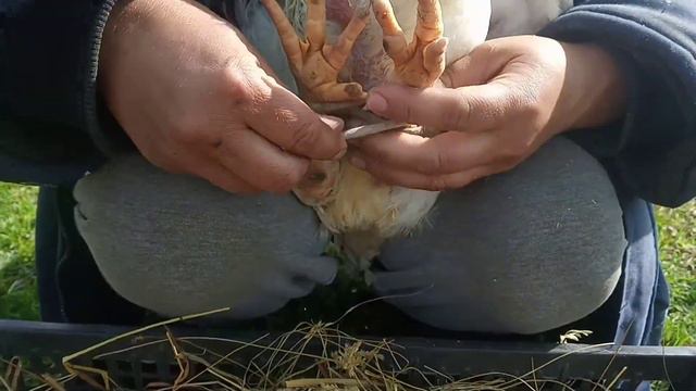 Сломана лапа у бройлера,что делать и как помочь