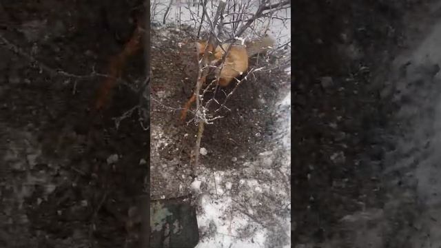 В поймал лиса, на петлю