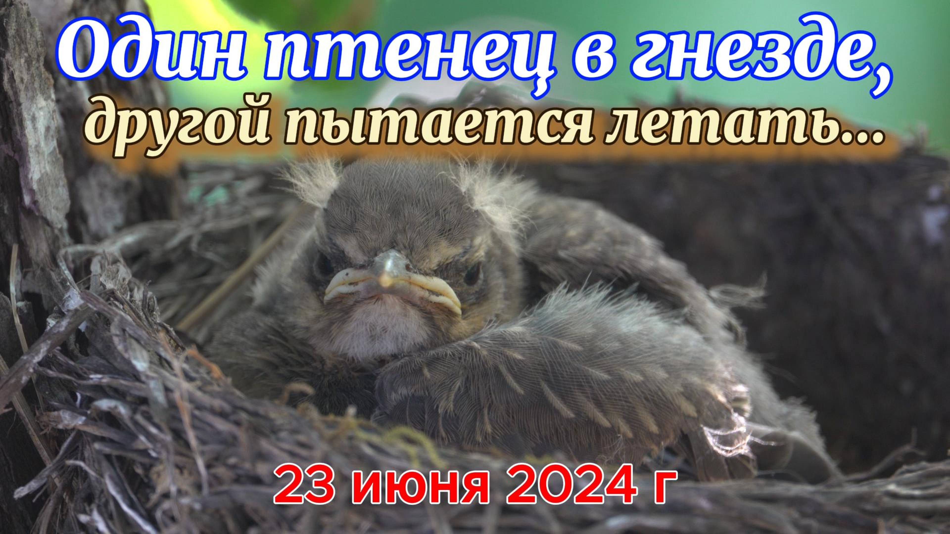 Один птенец в гнезде остался 23 июня 2024 г