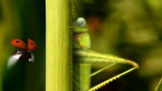 Animation - Grashüpfer Catapult