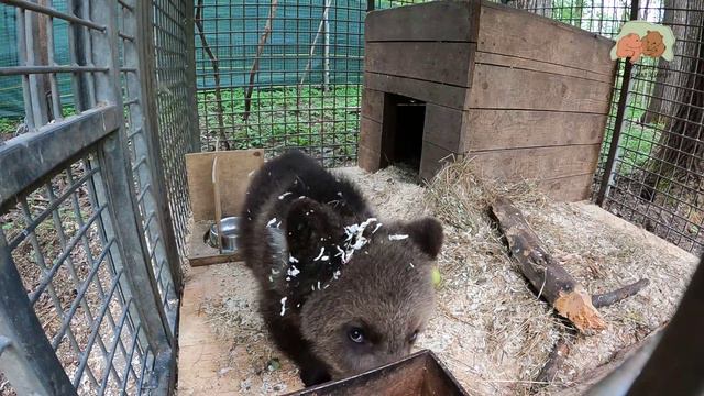 РАЗРЕШИТЕ ВАМ ПРЕДСТАВИТЬ - МЕДВЕЖОНОК ПАДДИНГТОН!