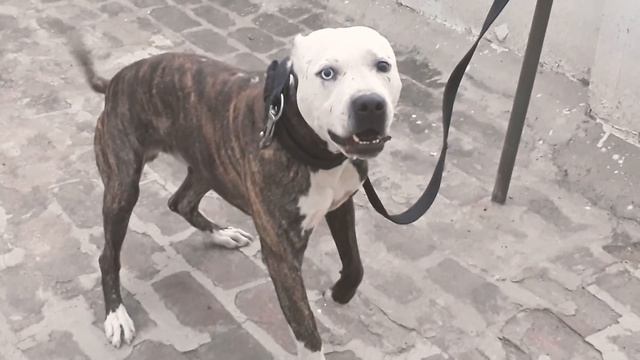 Pitbull Attack.          aggresive pitbull terrier Tiger