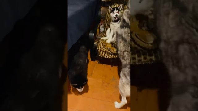 Хаски Мия самая дерзкая из помёта, даёт мамке отпор👻 #смелость #husky #dogs #shorts
