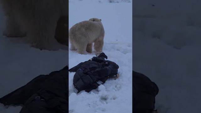 A Close Polar Bear Encounter   ViralHog