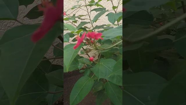 planta peregrina