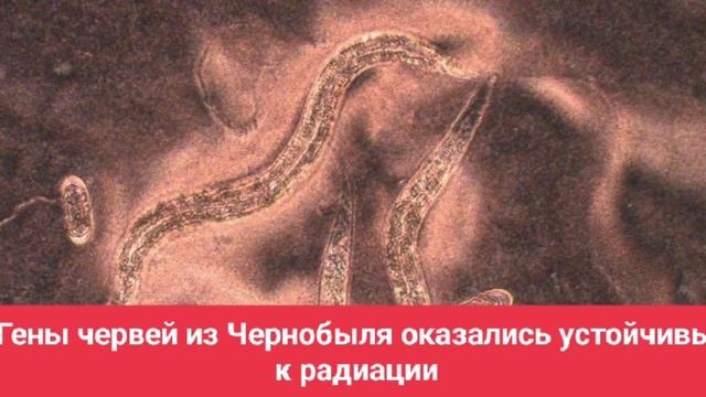 Гены червей из Чернобыля оказались устойчивы к радиации