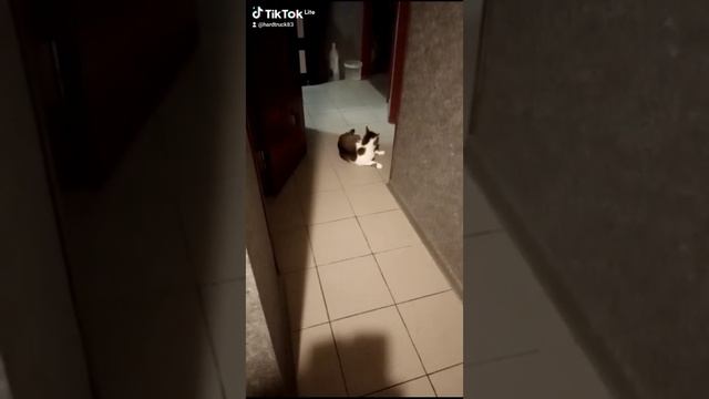 Самоиграющийся кот