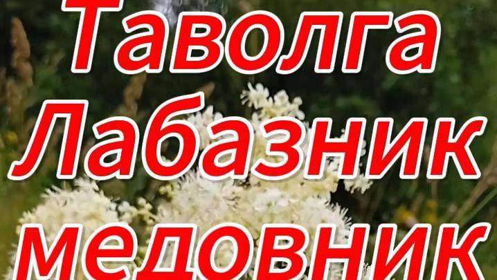 Лабазник, таволга вязолистная, белоголовник, медовник