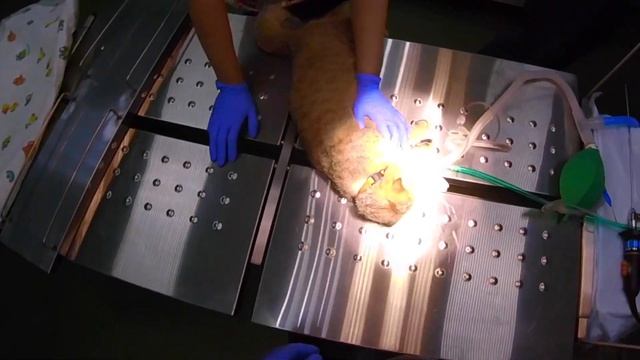 Индукция изофлюраном и установка ларингеальной маски кошке