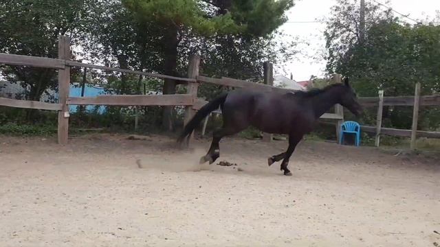 Гуля. Напрыгивание. Как выглядит лошадь в 21 год.