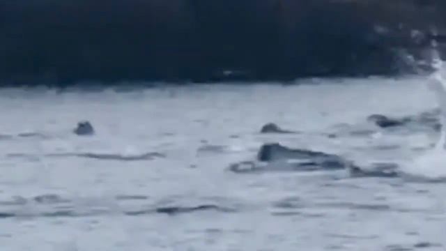 Морские котики в Баренцевом море. Териберка.