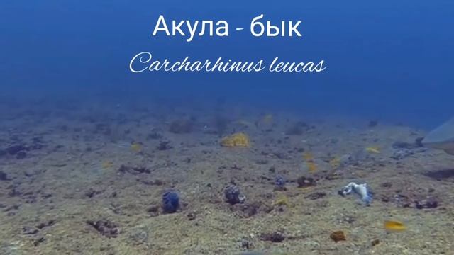 Акула - бык