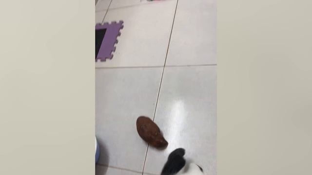 Funniest Kitten Reaction To Sweet Potato - Cutest Kitten Ever!!
