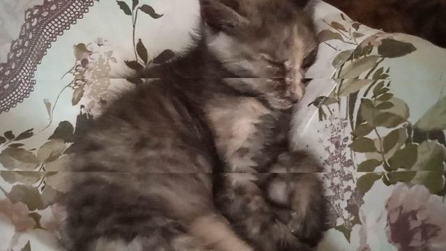 История одной кошечки Муси. Молодость Муси.