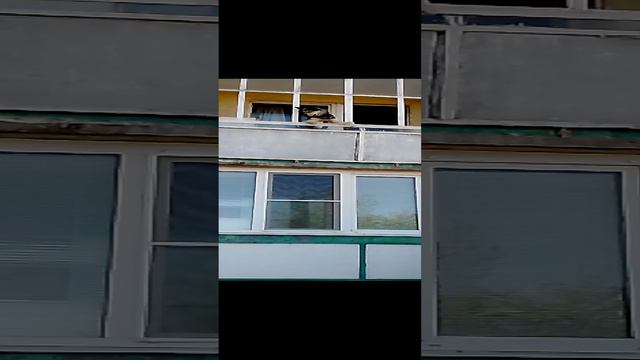 Забавная собака смешно высунула морду из окна жилого дома. Собака выглядывает и смотрит с балкона