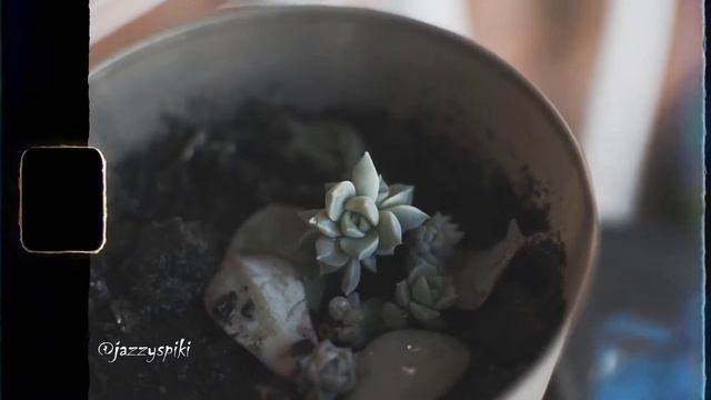 Succulent Nikon d3300 test (Prod. Lee)