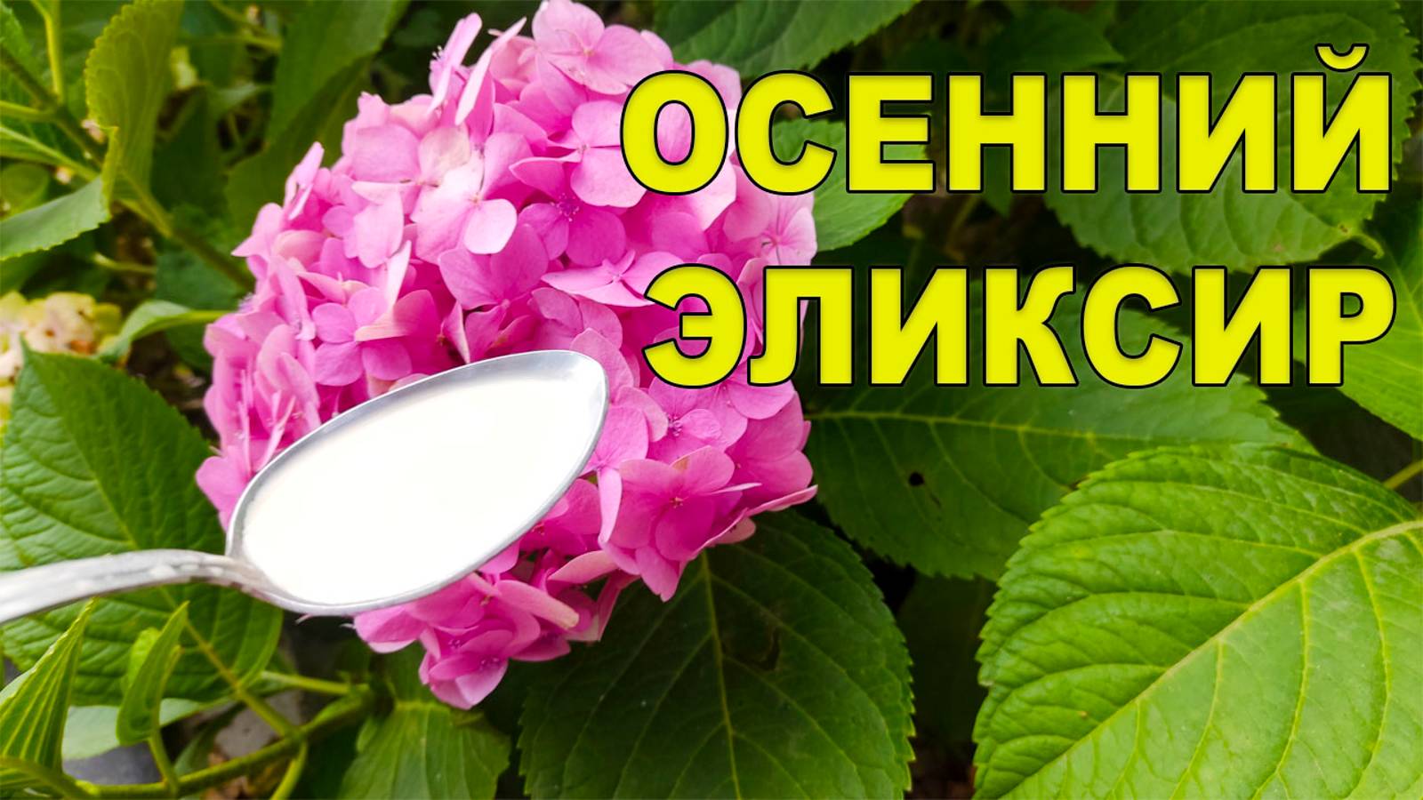 🌸 Мой Секретный Эликсир Для Гортензии: Осенью Цветение Как В Сказке и хорошая зимовка!