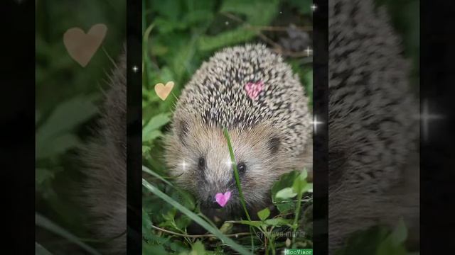 ёжик с клубничкой😊🍓.