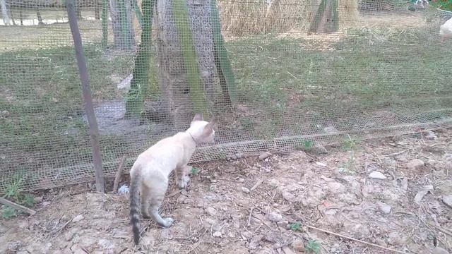 Cute Kitten Videos (p12)