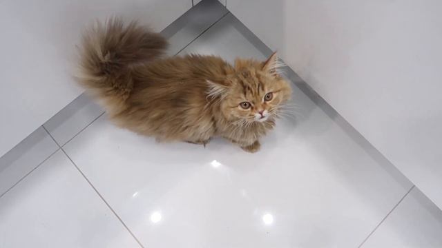 Little Cute Kitten Meowing | Short Video Gerdakitten
