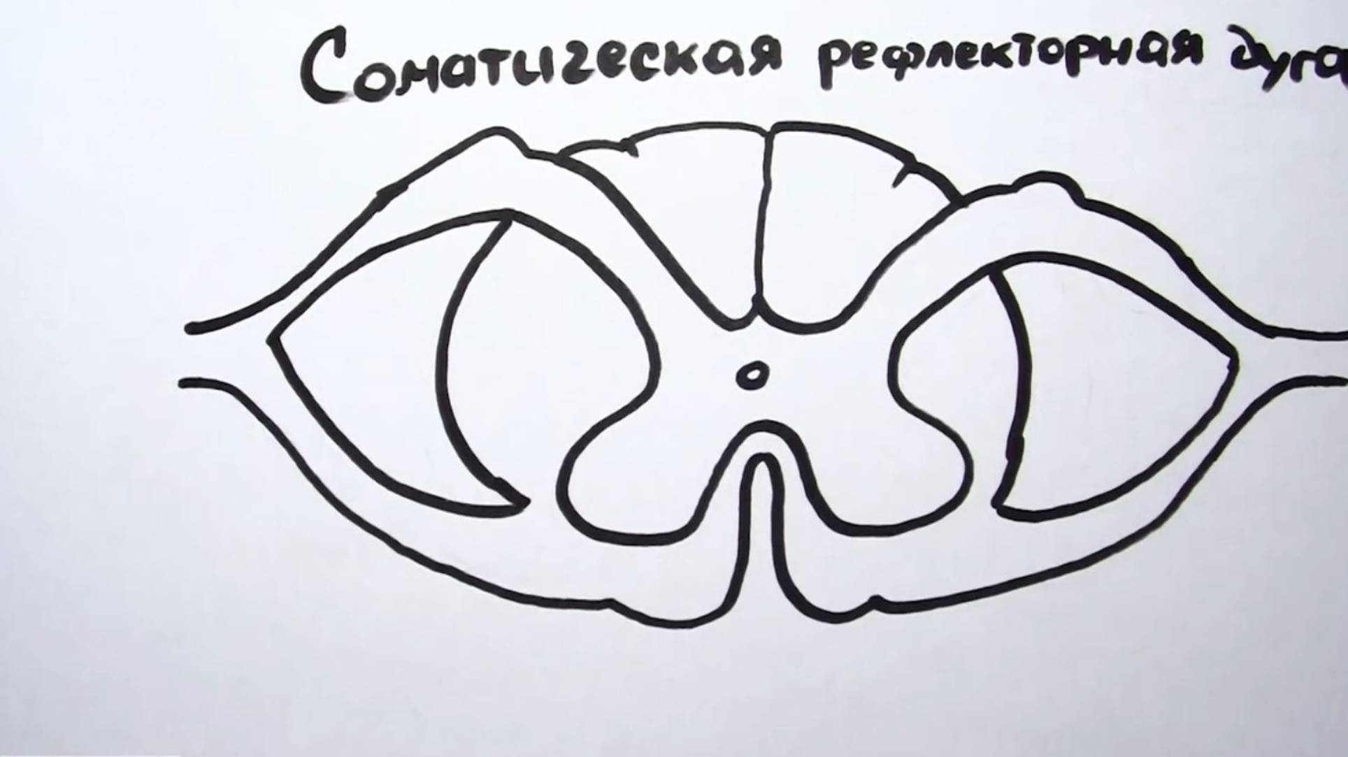 Соматическая рефлекторная дуга