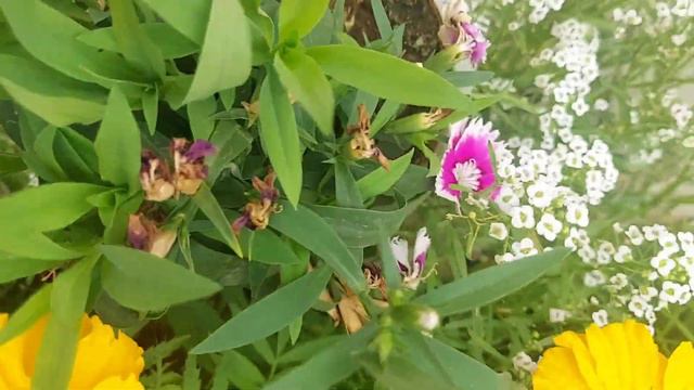 My Winter Garden Tour 2023 /Winter Flowers Gardening/Winter Flowering Plants