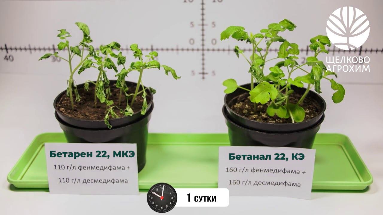 Бетарен 22, МКЭ Опыт
