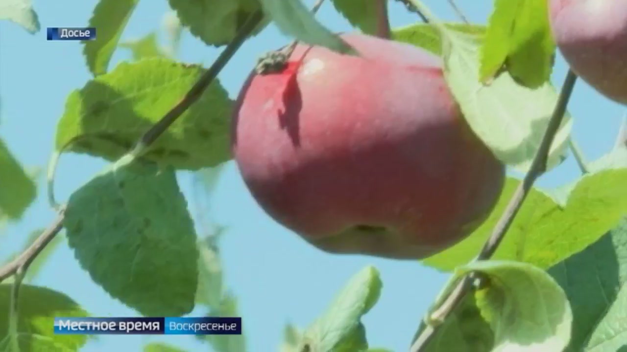 Ставрополье обеспечит яблоками часть российских потребителей
