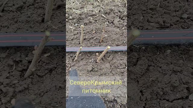 Размножение смородины черенками! "shorts"