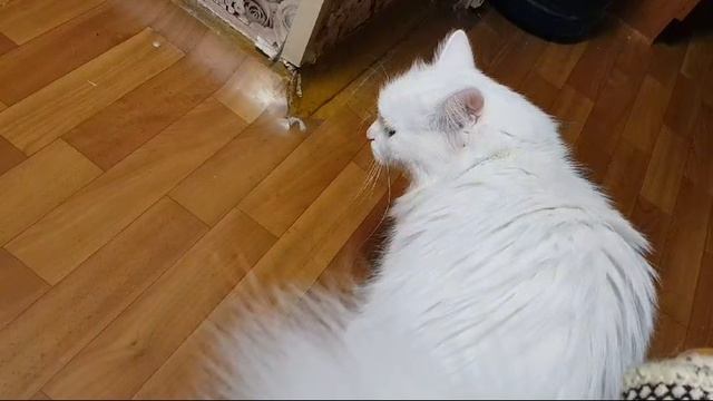 Леся и Сёма - Общительный кот