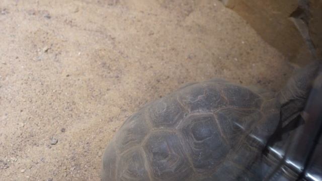 Шпороносные черепахи проснулись и разминаются. Ленинградский зоопарк