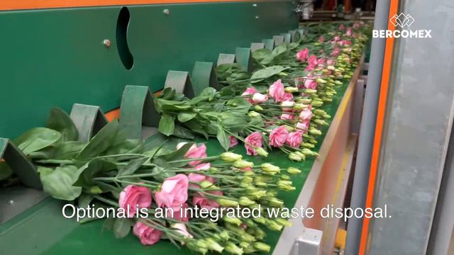 Bercomex Flora-V-Master at Lisianthus Nursery Waalzicht