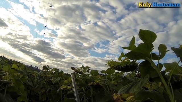 Полювання на Дикого Голуба з Опудалами