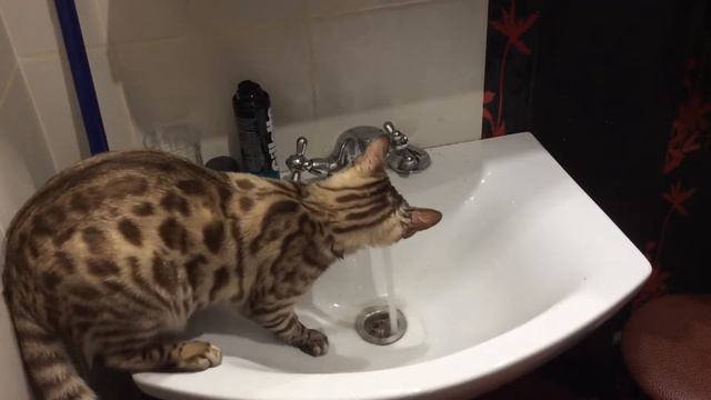 Бенгальский кот играет с водой