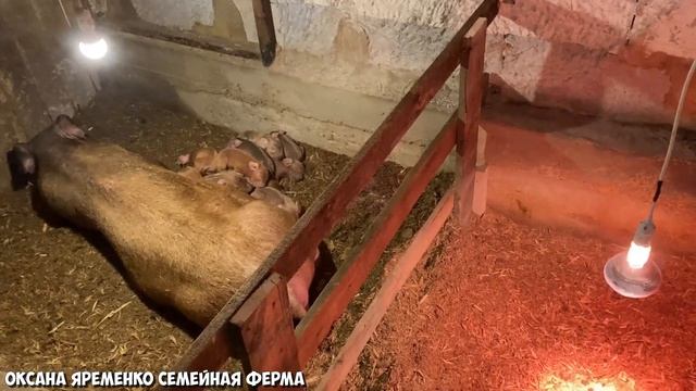 Чистокровные поросята Дюрок / ДЕТСКОЕ отделение для поросят